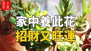 14種“富貴花” ，招財又旺運，越養越吉祥！你家確定不養一盆？#大佬你好啊