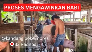 Cara Mengawinkan Babi Induk