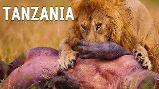 TANZANIA SALVAJE | Naturaleza despiadada y tribus ancestrales