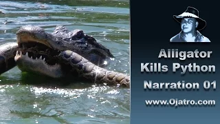 Alligator Attacks Python 01 Narration