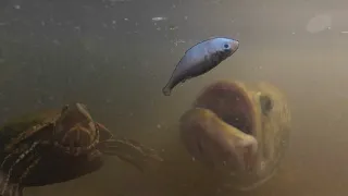 Feeding Fish and Turtles Underwater!