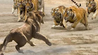 LEO AGAINST TIGER! Real Real battles!