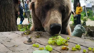 Медведь Мансур кушает виноград