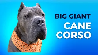 How I handle a HUGE Cane Corso