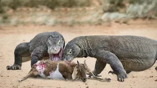 How Komodo Dragon Attack Goat For Food