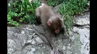 Baby monkey big jump but failure