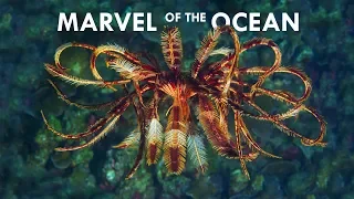 Feather Stars are the most Mesmerizing Creatures in the Ocean