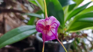 Masdevallia Harlequin Equagenera