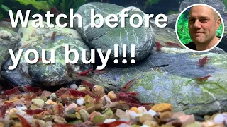 5 Essential Red Cherry Shrimp Buying Tips - WATCH THIS BEFORE YOU BUY YOUR NEXT SHRIMP!