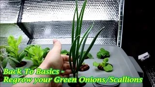 Regrow your Green Onions/Scallions Part 1