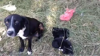 The mother dog looking at us with shedding tear begging us for help her puppies laid on the ground