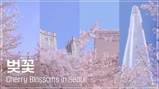 [My Soul Seoul: Season] Cherry Blossoms in Seoul