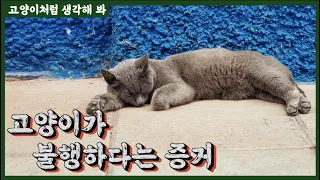 고양이가 불행 할 때 하는 표현 | 스트레스 받을때 이랬구나 !!