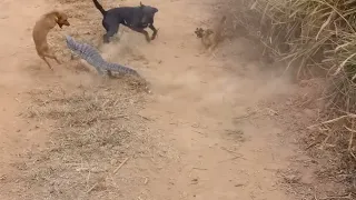 7 Dogs vs A Lizard.