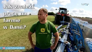 Jak znaleźć pracę na farmie w Danii