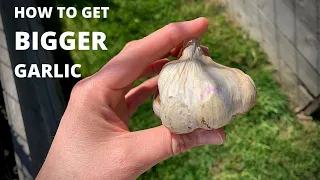 Fertilizing Garlic for BIGGER Cloves