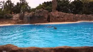 Dolphin show / LORO PARQUE Tenerifе / 2014 / HD