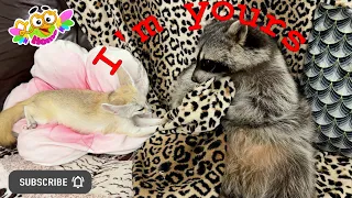 Tiffany the Fox and the Raccoon: Flirting with Patience. Лисица Тиффани и енот: Терпеливый флирт