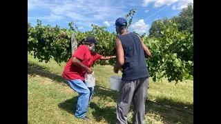 Strategies for Successful Muscadine Pick-Your-Own