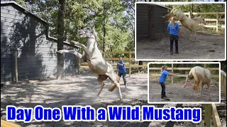 Day One With A Wild Mustang | My New Project Horse