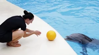 Jugando con delfines