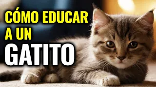 CÓMO EDUCAR A UN GATITO | Encantadora de Gatos