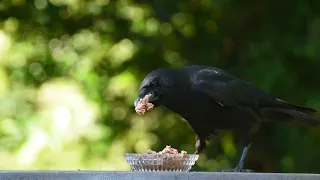 Raven Bird No Copyright Video, Background, Green Screen, Motion Graphics, Animated Background