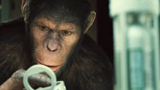 Apes EVOLVE to Become SMARTER THAN Humans