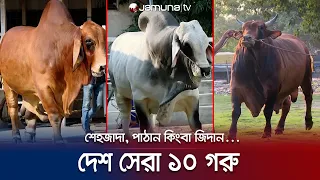 কোরবানির বাজারে সেরা ১০ গরু; দাম শুনলে চোখ কপালে উঠবে! | EID Poster Cow | Jamuna TV