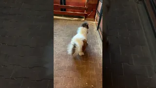 Excited Miniature Horse Runs Around Barn