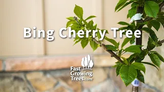 Bing Cherry Tree | FastGrowingTrees.com