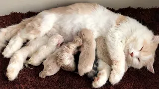 Cat Giving Birth: Cat Gives Birth To 6  Kittens - Part 2