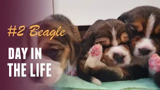 Смешные щенки Бигля #2 | Funny Beagle Puppies