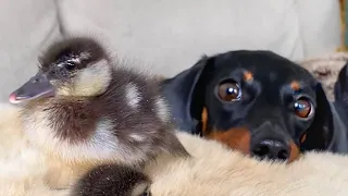 Dachshunds and unlikely animal friendships compilation.