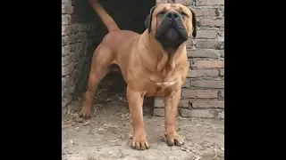 Fantastic  SOUTH AFRICAN BOERBOEL Dogs  In The World