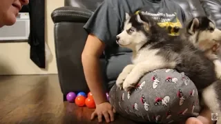 Husky Puppy Argues Over Bath | Husky Puppy Talking | Funny & Cute