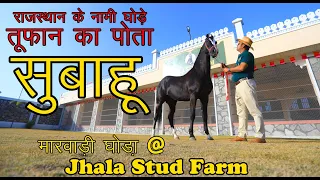 Best Horse Breed in India / Marwari horse / Stallion / Horse Video / Indian Horse / Jhala Stud Farm