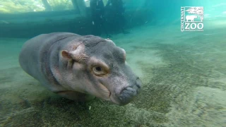 Fiona Exploring Outdoor Habitat When Cincinnati Zoo is Closed