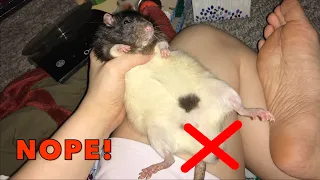 Why I Only Keep Female Rats