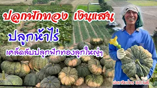 ปลูกฟักทองหลังฤดูทำนาสร้างรายได้ 5 ไร่ ได้หลักแสน | เกษตรสร้างรายได้ | บ่าวยุทธพาจ้วด