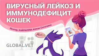 Вирусный лейкоз и иммунодефицит кошек (ветеринарный семинар)