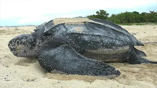 Leatherback Sea Turtles