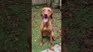 Vizsla hates bubbles tiktok by sandavizsla