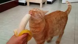 Mao the Cat eating a banana