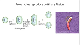 Ch 4 Part 1   Prokaryotic Diversity