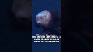 Macropinna Microstoma: Fish With Transparent Head.