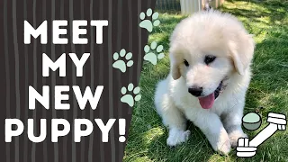 My new Great Pyrenees puppy!