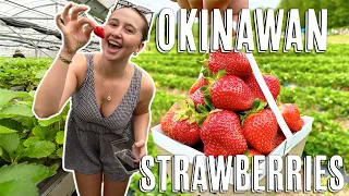 Coffee & Strawberry Picking Near Kadena Air Base | Okinawa VLOG