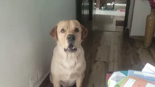 Labrador MILO angry reaction for not giving him food😳