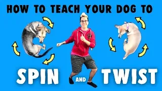 How To Teach Your Dog To Spin In a Circle - Professional Dog Training